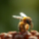 The Appearance and Anatomy of Honey Bees Introduction