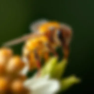 Notable The Appearance and Anatomy of Honey Bees Notable The Appearance and Anatomy of Honey Bees