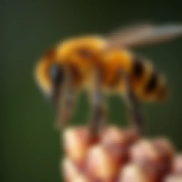 The Appearance and Anatomy of Honey Bees Summary The Appearance and Anatomy of Honey Bees Summary