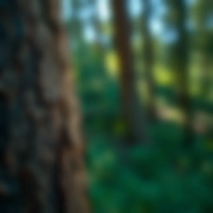 Close-up of redwood pine bark demonstrating its unique texture