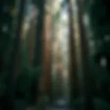 A majestic redwood forest showcasing towering trees