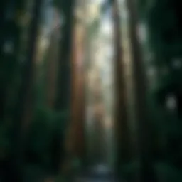 A majestic redwood forest showcasing towering trees
