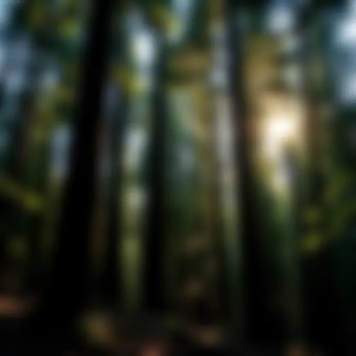 A panoramic view of a redwood grove with sunlight filtering through the canopy