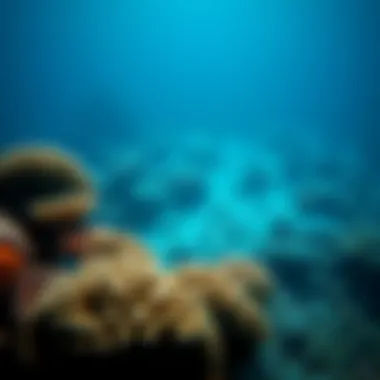 Underwater view of coral reefs affected by acidification