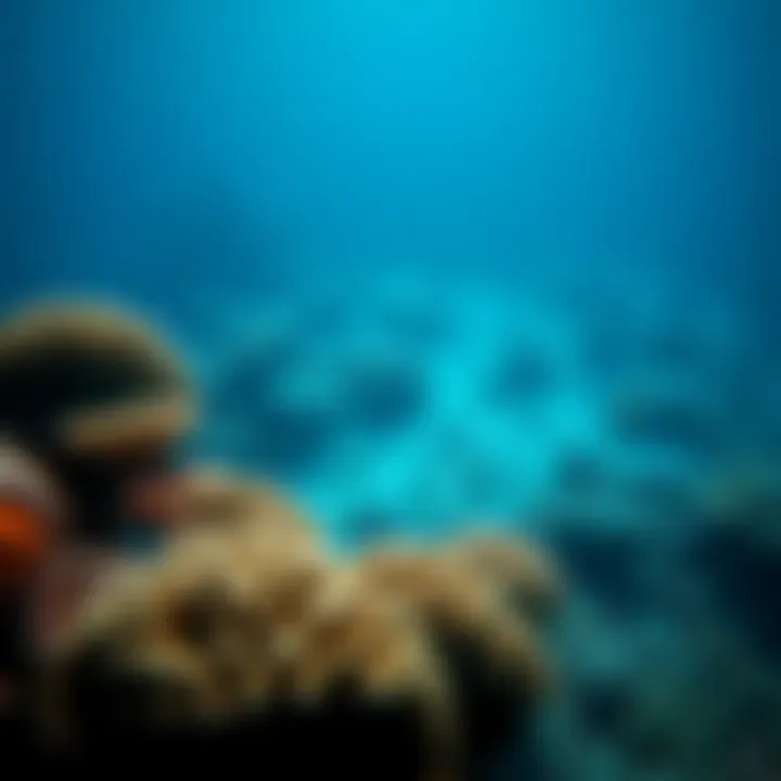 Underwater view of coral reefs affected by acidification