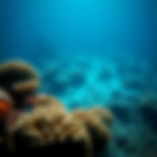 Coral Reefs and Ocean Acidification Underwater view of coral reefs affected by acidification