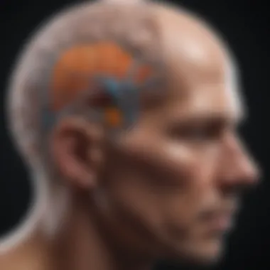 Understanding Neuroplasticity Visualization of neuroplasticity in the brain