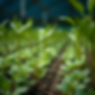 Conceptual representation of biotechnology in agriculture