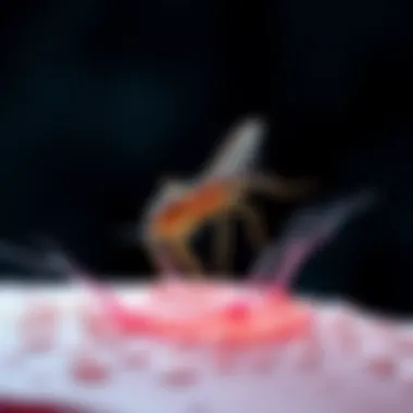 Graphic showing mechanisms of skin invasion by parasites