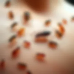 Illustration depicting various parasites that can affect the skin