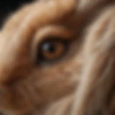 Physiological Insights into Rabbit Fur Close-up of a rabbit's fur, highlighting physiological aspects.