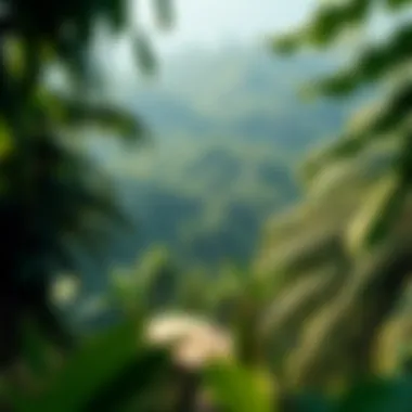 Ecological Significance of the Amazon A lush Amazon landscape representing the ecological significance of indigenous lands