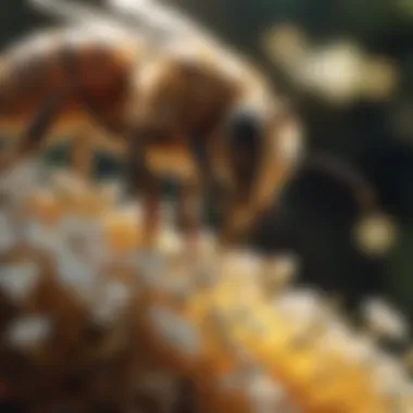 The Art of Foraging: Honeybee in Action Honeybee foraging for nectar
