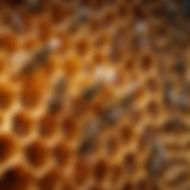 Honeycomb: The Storage Marvel of Bees Honeycomb filled with honey