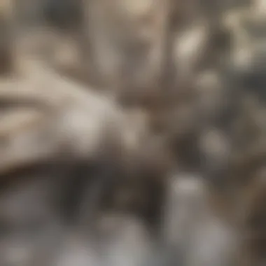 Ecological Interactions of Cordyceps and Ants Ecological interactions involving Cordyceps and ant populations