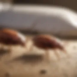 Close-up view of bed bugs in a natural habitat