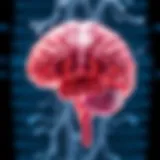 Anatomical Overview of Brain Memory Regions Anatomical diagram of the brain highlighting memory regions