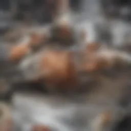 Close-up of a bed bug on a hair strand