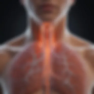 Respiratory System Visualization Visualization of the respiratory system during inhalation