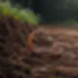 An earthworm aerating the soil