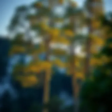 Illustration of local climate regulation by trees