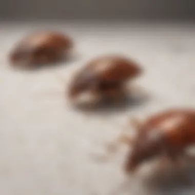 Illustration of bed bug lifecycle stages