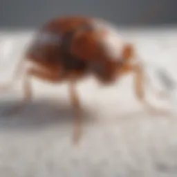 Close-up view of a bed bug on a mattress