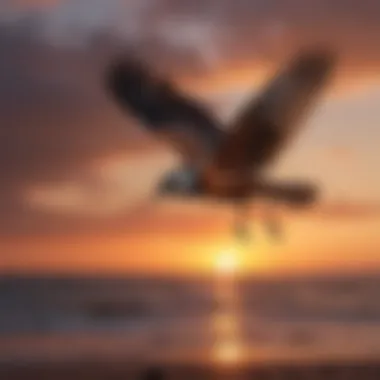 Bird in Flight at Sunset Close-up of a bird in flight against a sunset backdrop