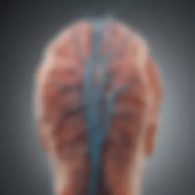 Neurological Pathways of Touch Sensitivity Illustration depicting the neurological pathways involved in touch sensitivity