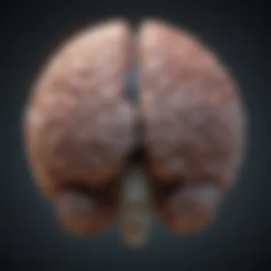 A visual representation of the brain highlighting areas associated with consciousness.