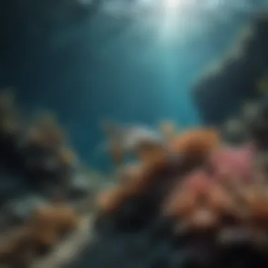 Marine Conservation Success A marine reserve showcasing vibrant underwater life