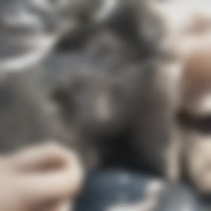 Two cats engaging in playful interaction with each other.