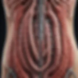 Illustration of gastrointestinal tract highlighting areas of sound production