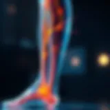 Illustration of leg nerves and sensory pathways