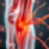 Illustration of muscle fibers during contraction