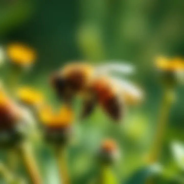 Diverse species of plants flourishing due to bee activity