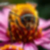 Honey bee pollinating a flower