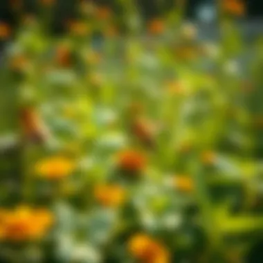Ecosystem Sustenance A thriving garden supported by bees