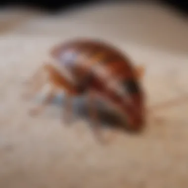 Visual guide to bed bug prevention methods