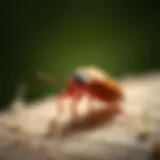 Understanding the Speed of Bed Bugs: A Detailed Exploration Introduction Understanding the Speed of Bed Bugs: A Detailed Exploration Introduction