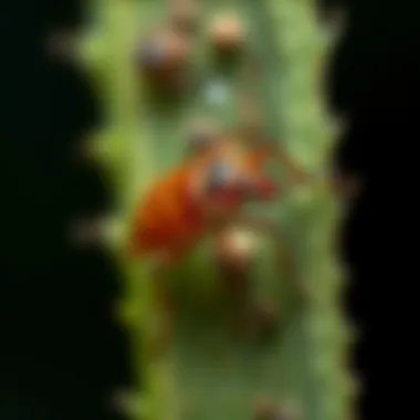 Notable Understanding the Speed of Bed Bugs: A Detailed Exploration Notable Understanding the Speed of Bed Bugs: A Detailed Exploration