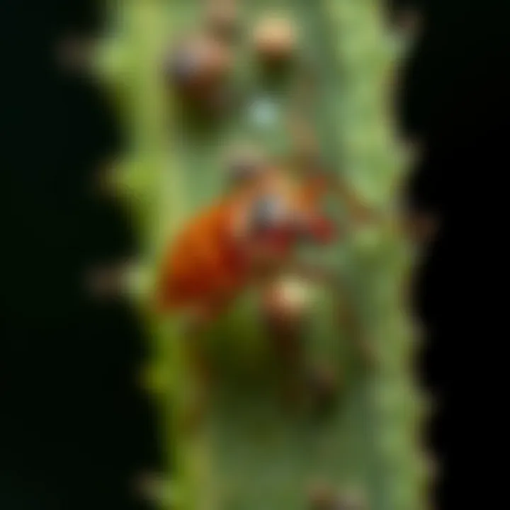 Notable Understanding the Speed of Bed Bugs: A Detailed Exploration Notable Understanding the Speed of Bed Bugs: A Detailed Exploration