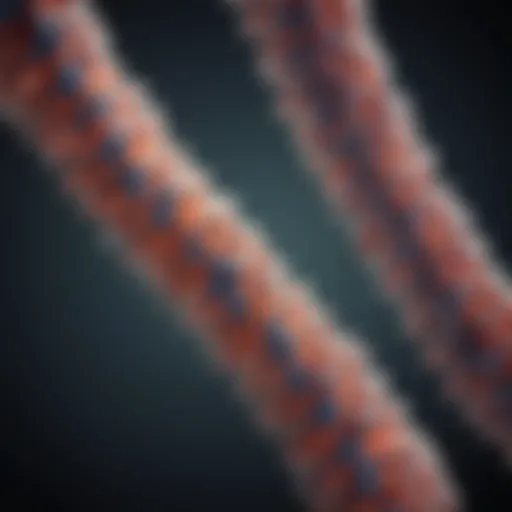Illustration of the structure of the X chromosome