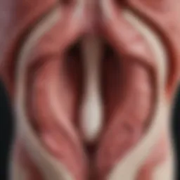Illustration of uterus didelphys anatomy
