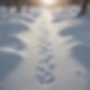 Detailed view of wolf tracks in fresh snow, showcasing their movement