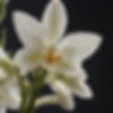 Close-up of vanilla orchid flower showcasing reproductive structures