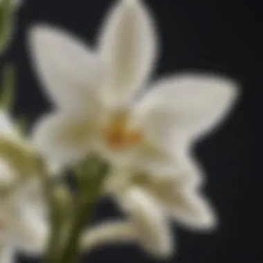 Reproductive Structures of Vanilla Orchid Close-up of vanilla orchid flower showcasing reproductive structures