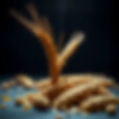 Notable Whole Wheat and Its Relation to Diabetes Management