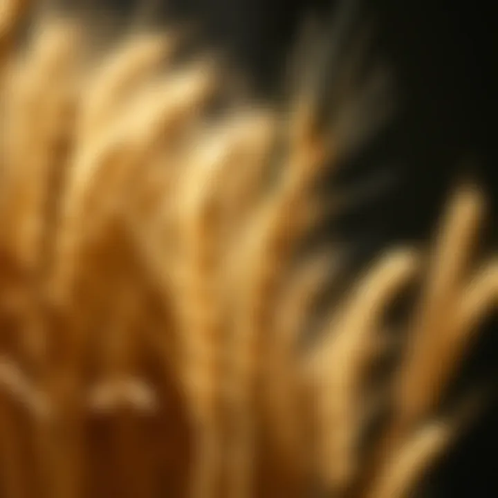 Whole Wheat and Its Relation to Diabetes Management Summary