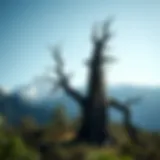 Ancient tree standing tall amidst a mountainous backdrop